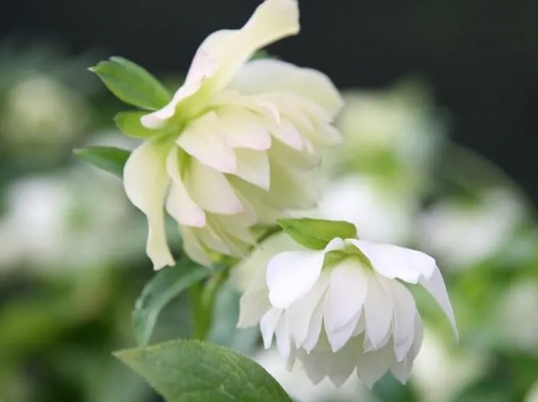 Varietà di elleboro bianco