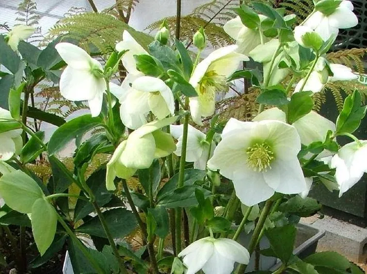 Elleboro bianco