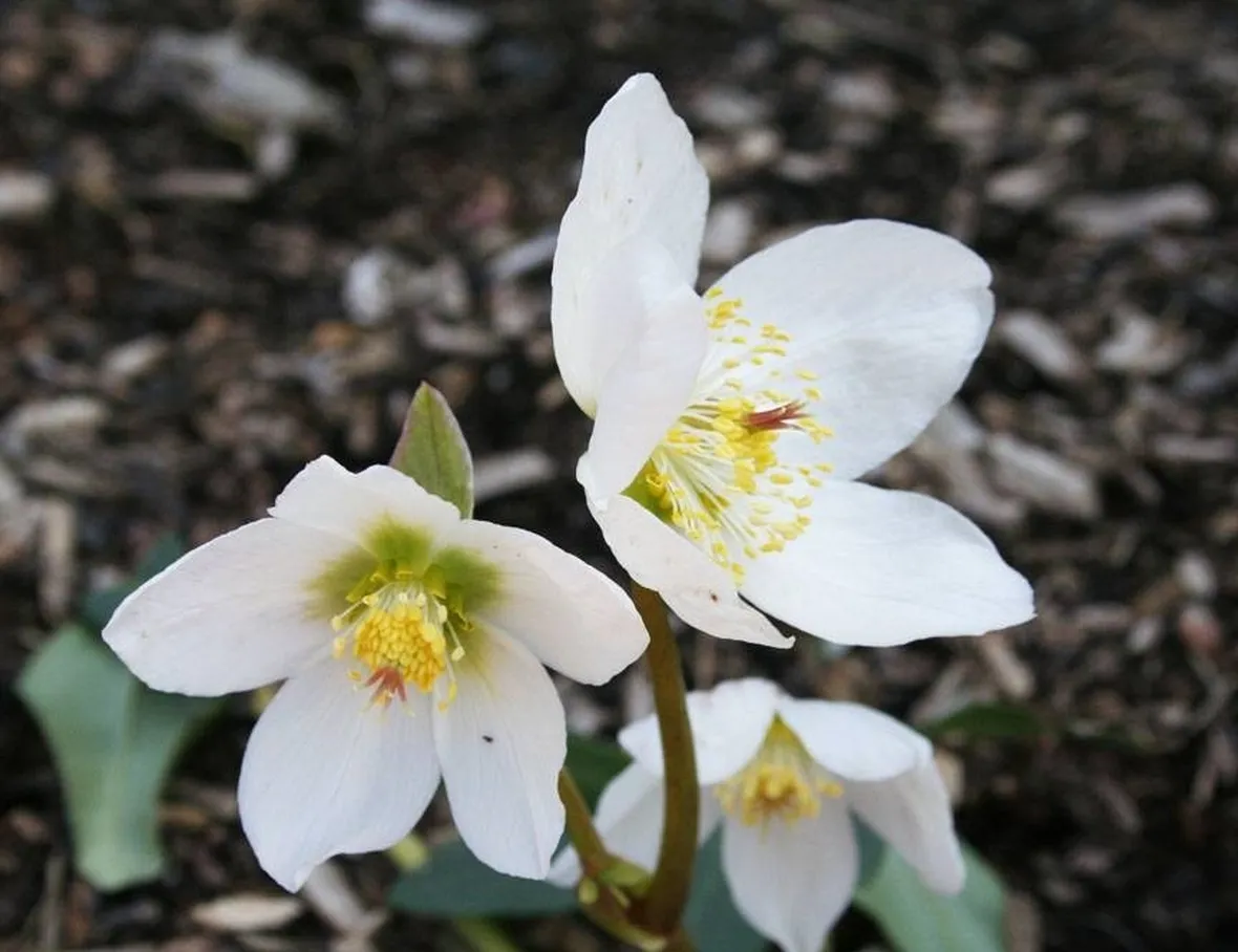 Fiori di elleboro bianco