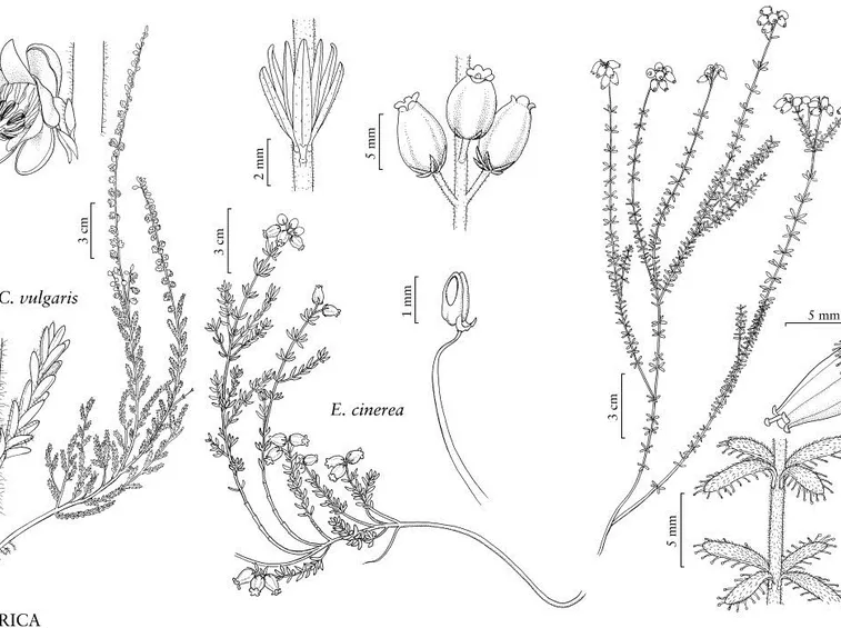 Illustrazione botanica di diverse specie di Ericaceae, tra le quali la Calluna vulgaris