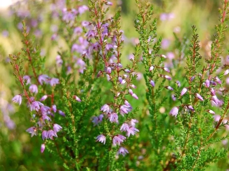 La delicata fioritura dell'erica calluna