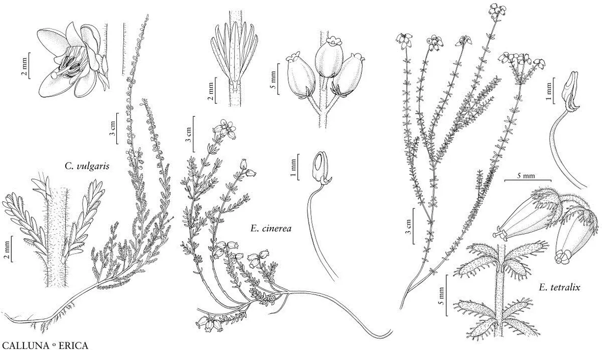 Illustrazione botanica di diverse specie di Ericaceae, tra le quali la Calluna vulgaris