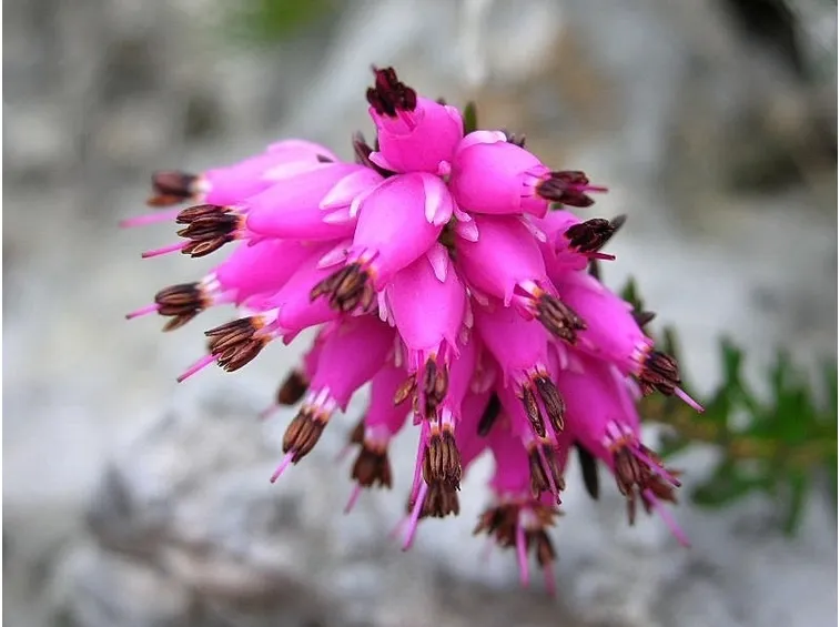 Fiori di erica