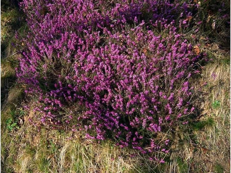 Un cespuglio di erica selvatica