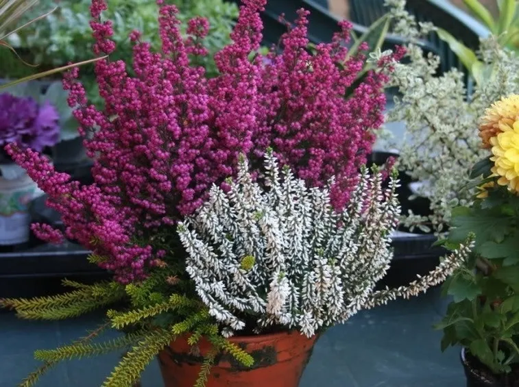 Erica coltivata in vaso