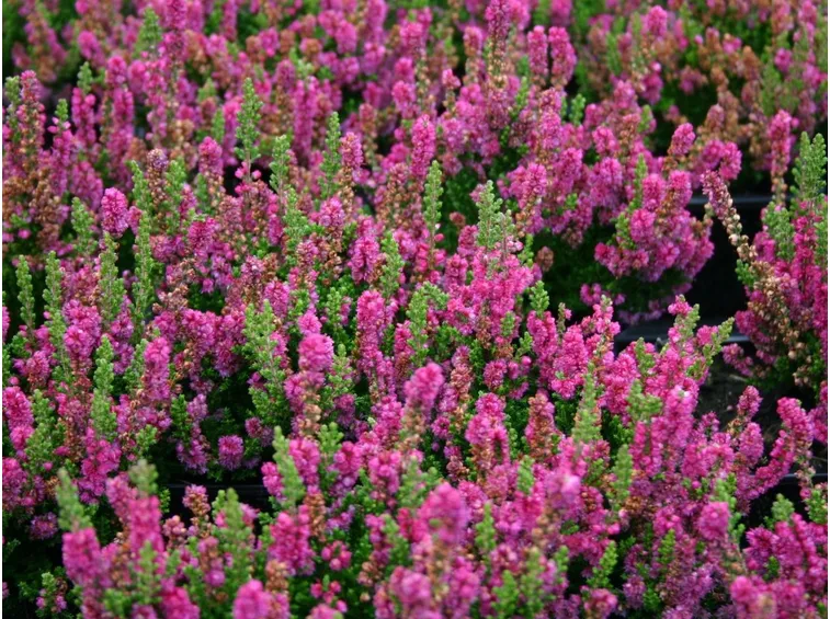 Erica pianta