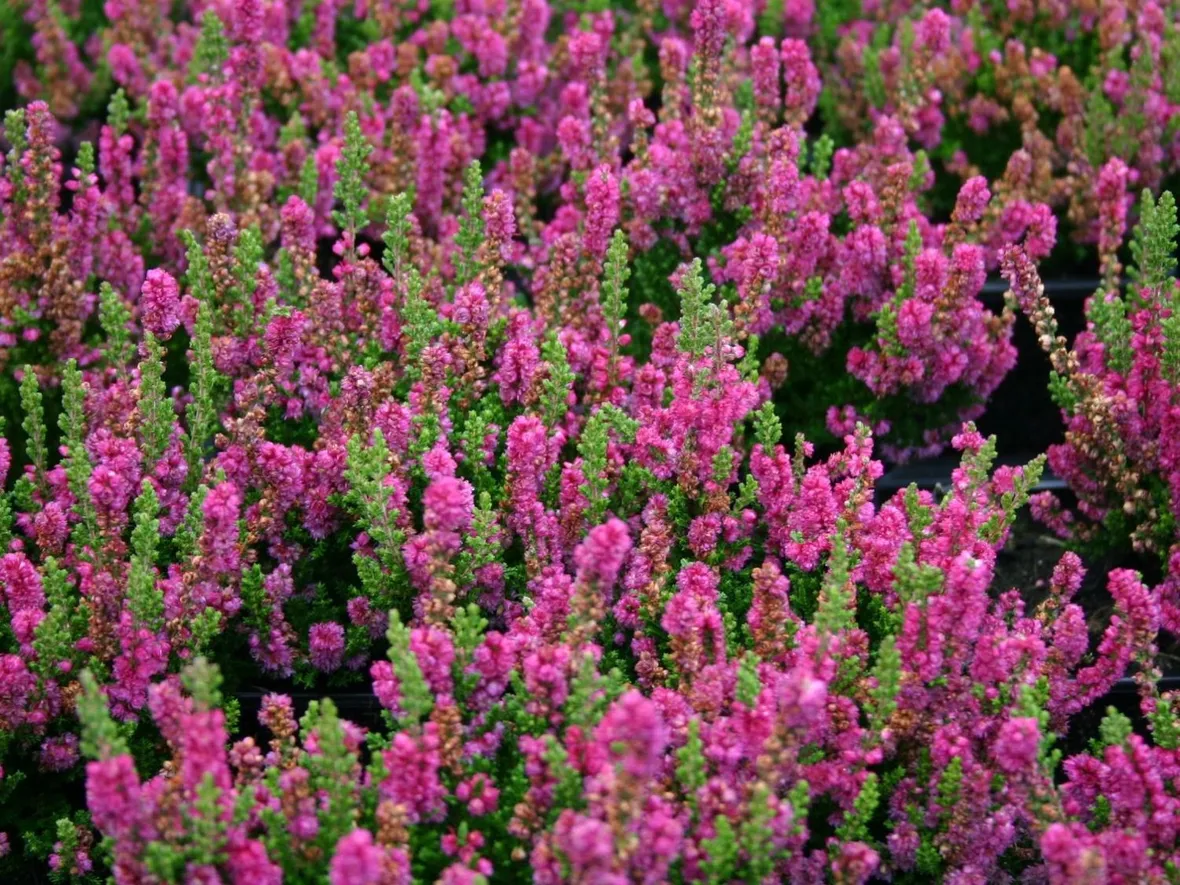 Erica pianta