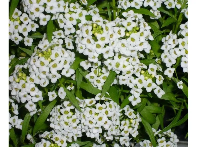 Infiorescenze della pianta di Alyssum
