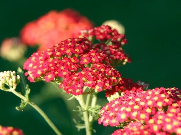 Fiori colorati di Achillea