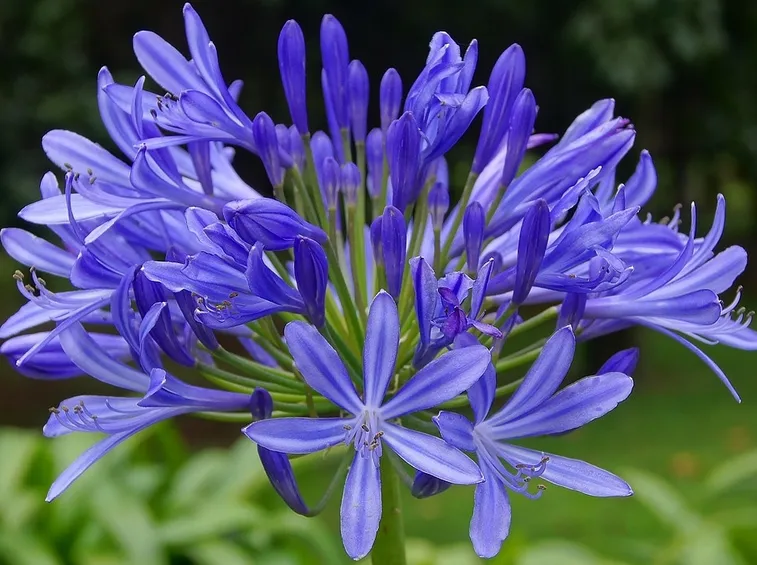 Fiori azzurri di Agapanthus