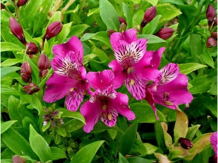 Fiori delle piante perenni di Alstroemeria
