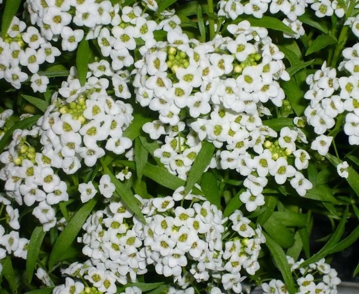 Infiorescenze della pianta di Alyssum