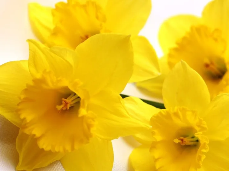 narcisi gialli fiore