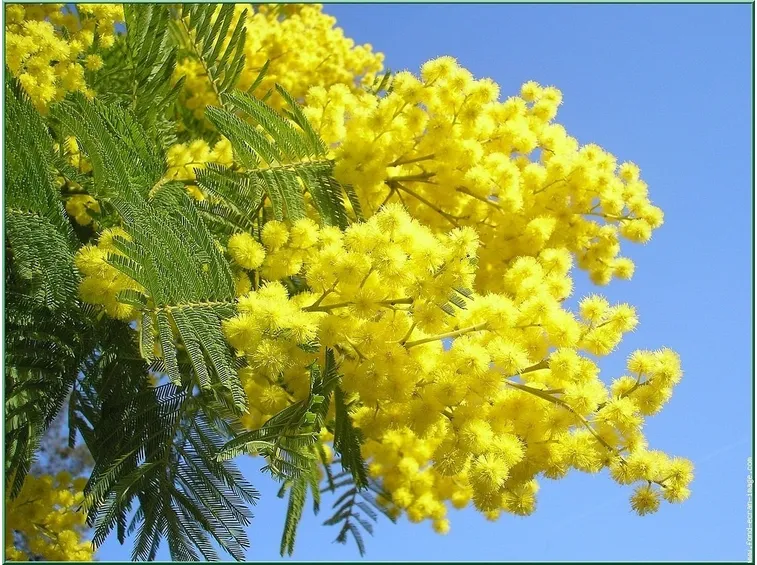mimosa gialla donna