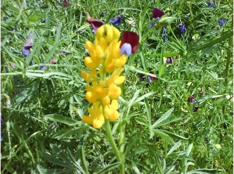 lupino fiore giallo