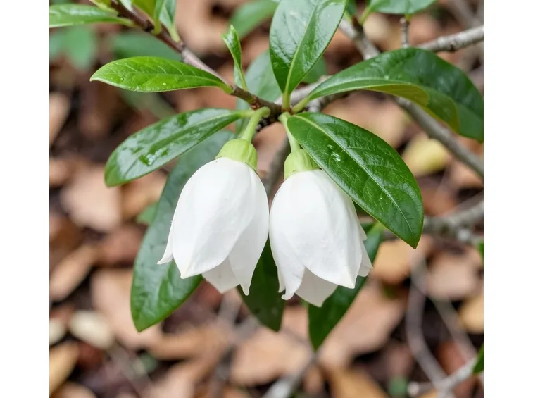 Gaultheria fiori bianchi
