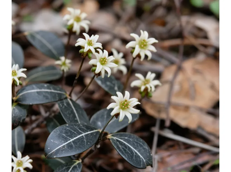 Fiori pianta gaultheria