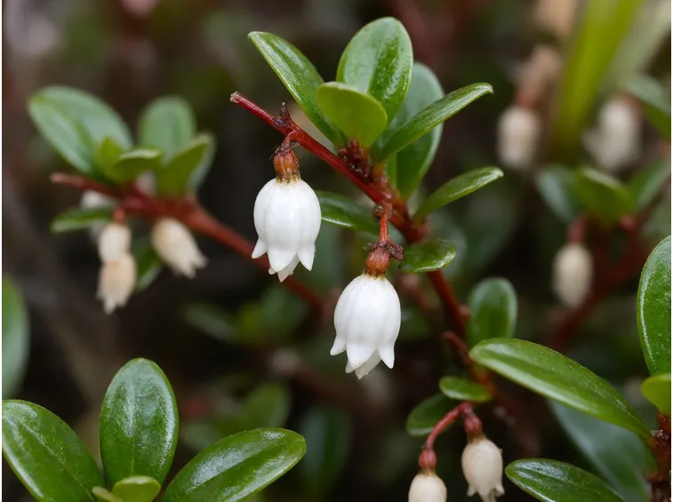 Concimazione gaultheria