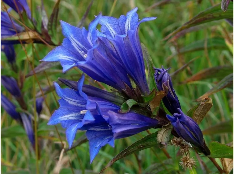 gentiana acaulis