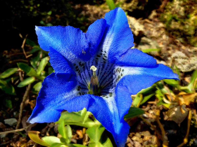 genziana fiore