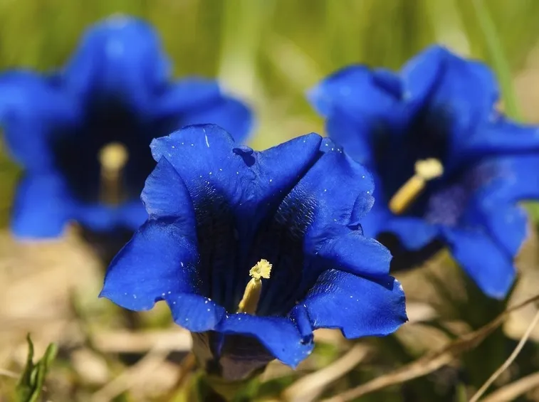 fiori genziana
