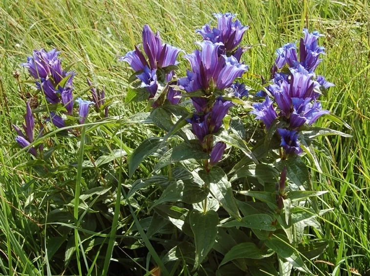Gentiana asclepiadea