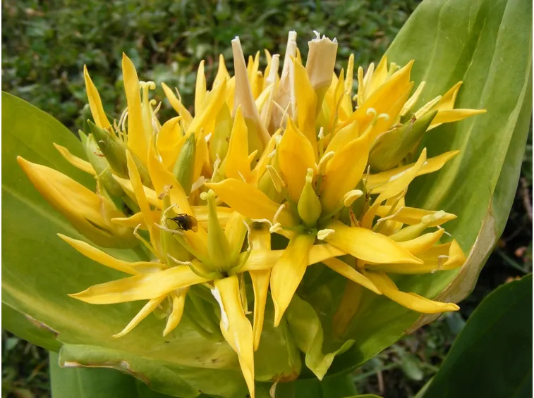 gentiana lutea fiore