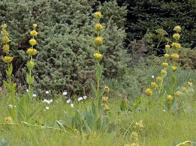 piante gentiana lutea
