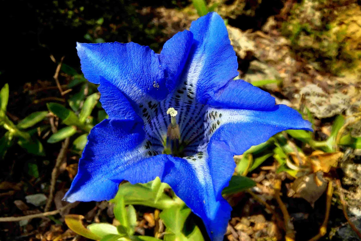 genziana fiore