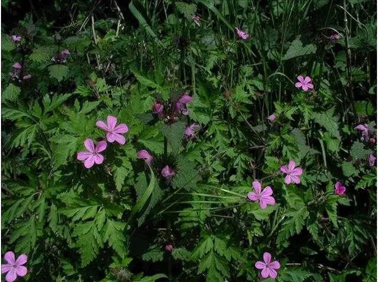 piantina di geranio selvatico