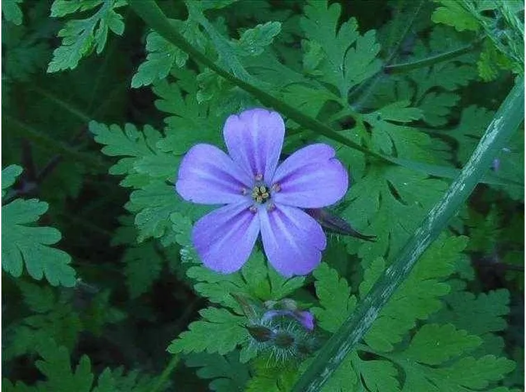 il fiore del geranio selvatico