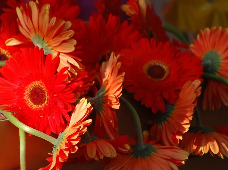 Varietà di gerbere rosse