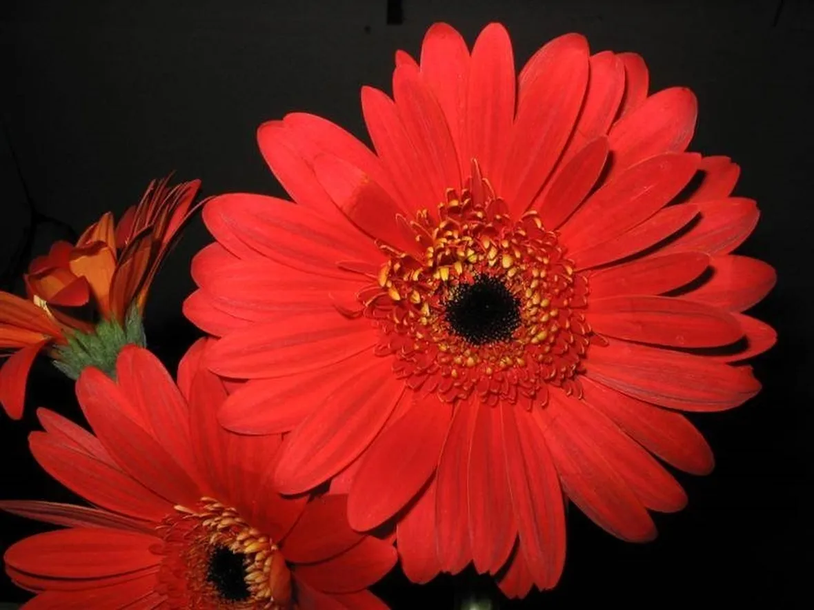 Fiori di gerbera rossi