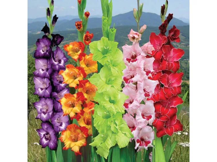 Gladioli varietà coltivate