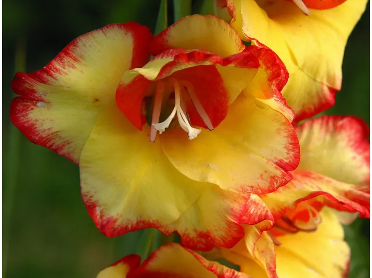 Fiore pianta gladio