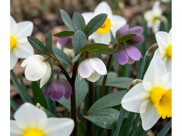 Piante di helleborus orientalis