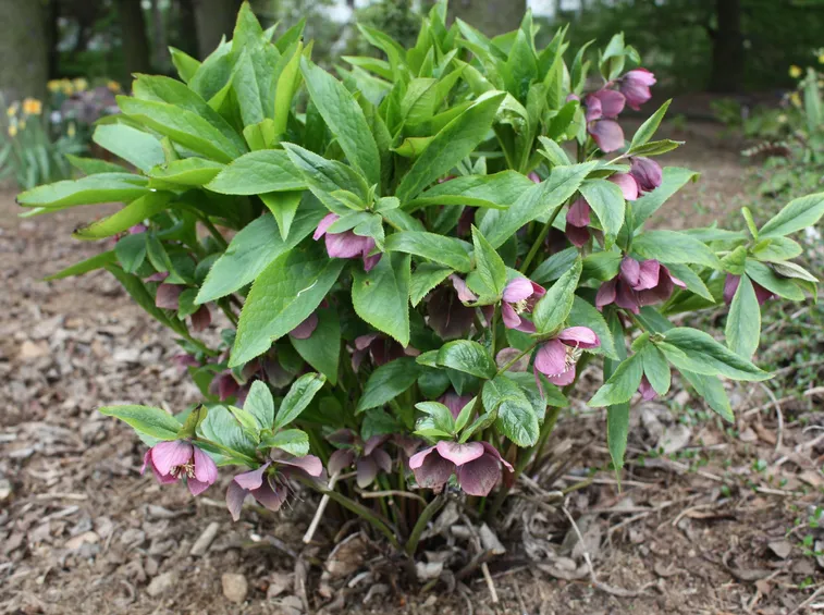 Un cespuglio di helleborus orientalis