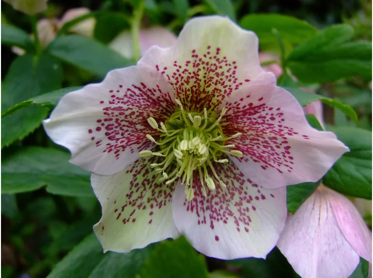 Un esempio di fiore di helleborus orientalis