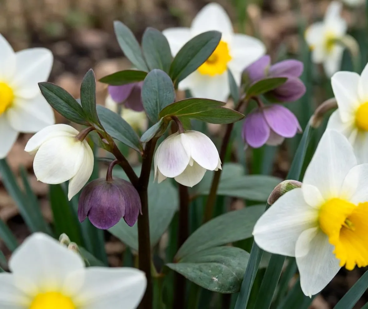 Piante di helleborus orientalis