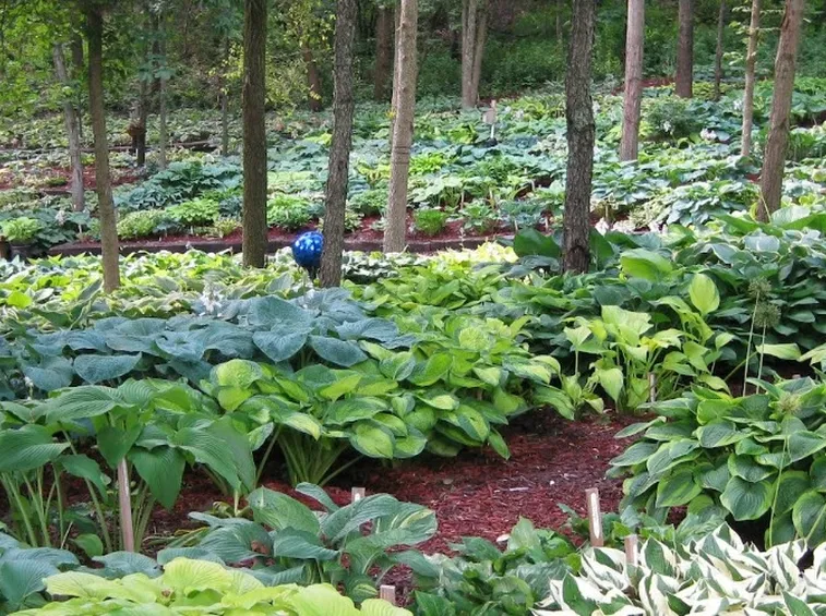 Varietà hosta