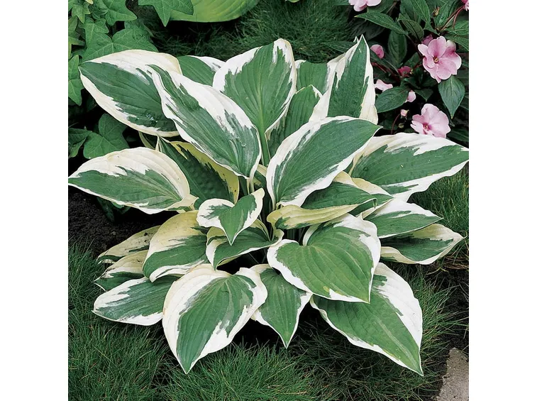Hosta foglie