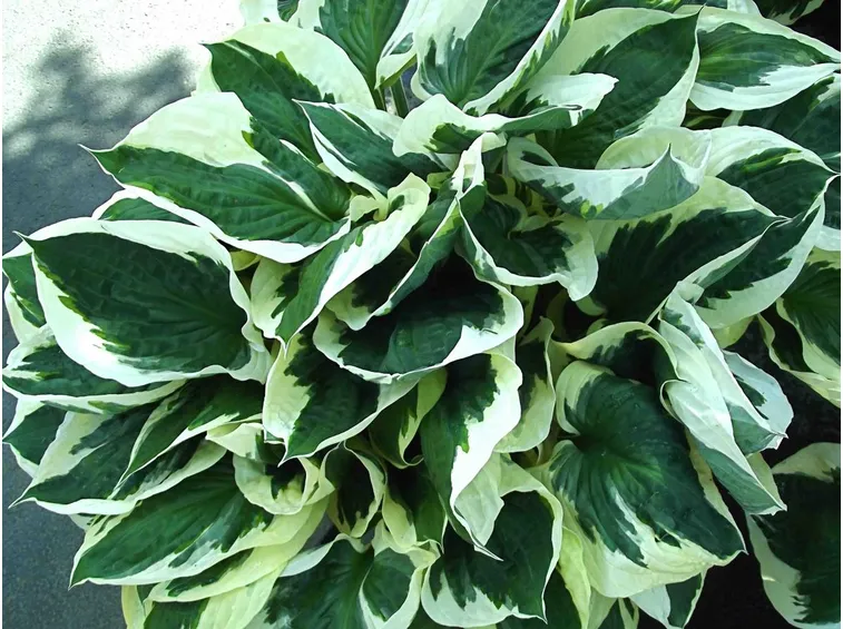Bellissime foglie di hosta