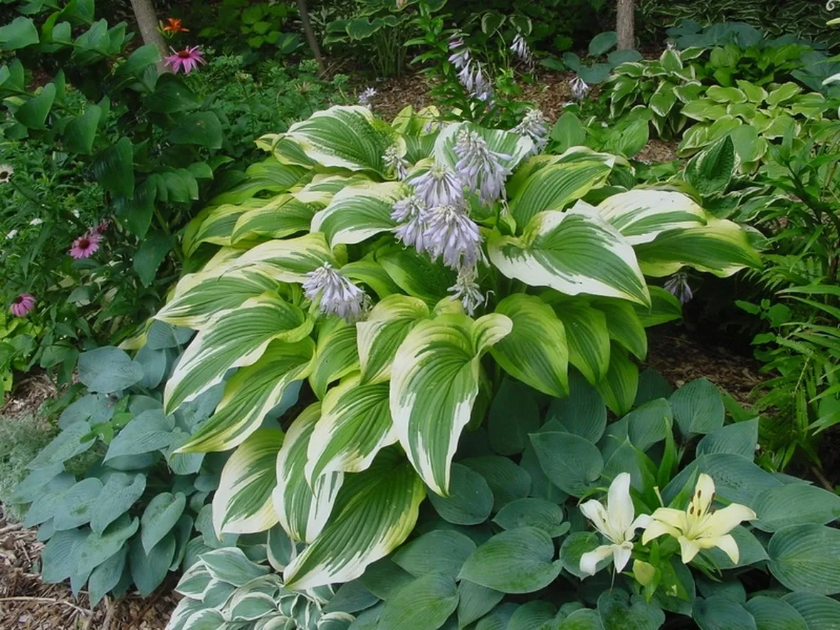 Hosta
