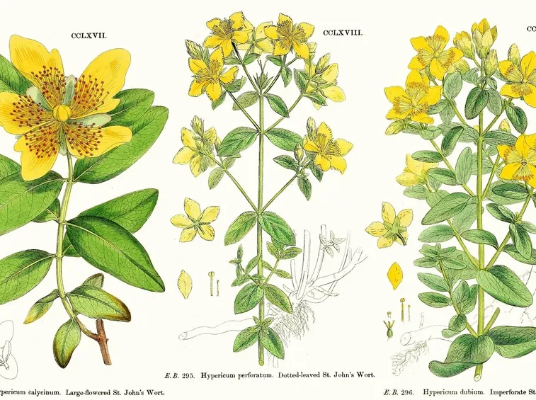 Diverse specie del genere Hypericum