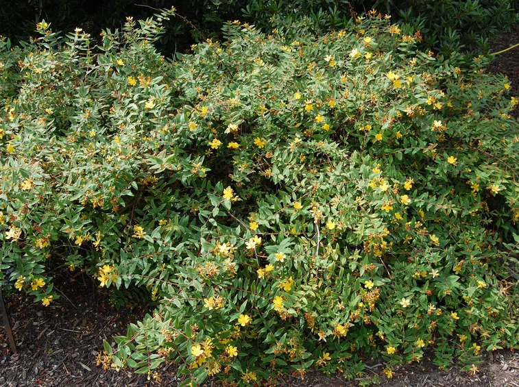 Un cespuglio di Hypericum beanii