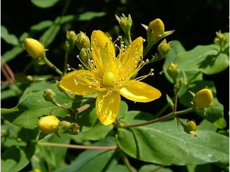 Un fiore giallo di Hypericum