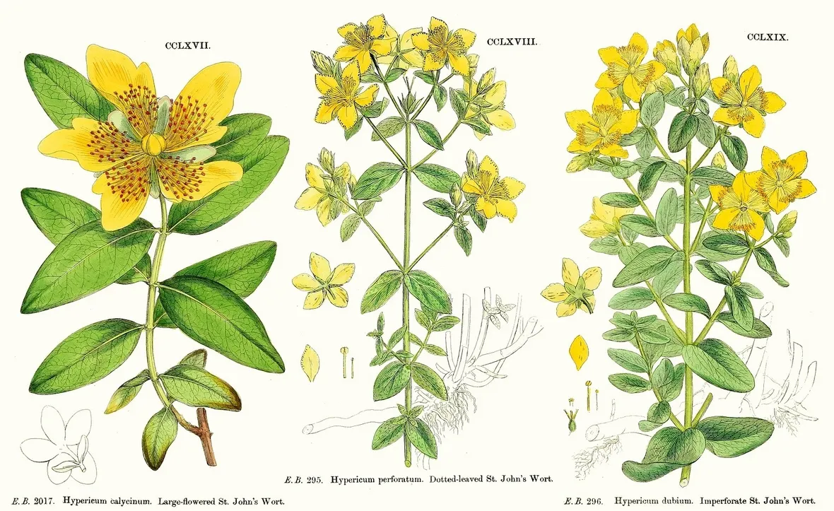 Diverse specie del genere Hypericum