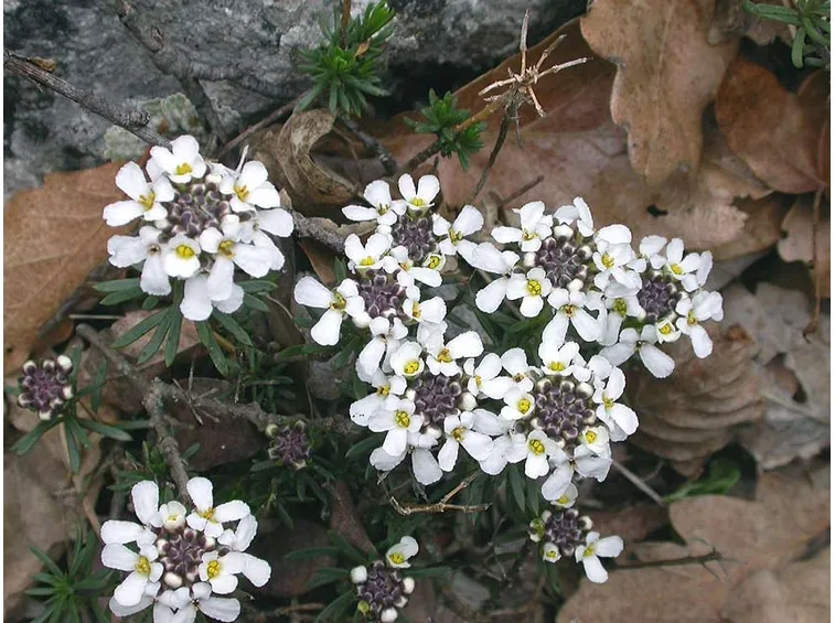 Esemplare iberis semperflorens