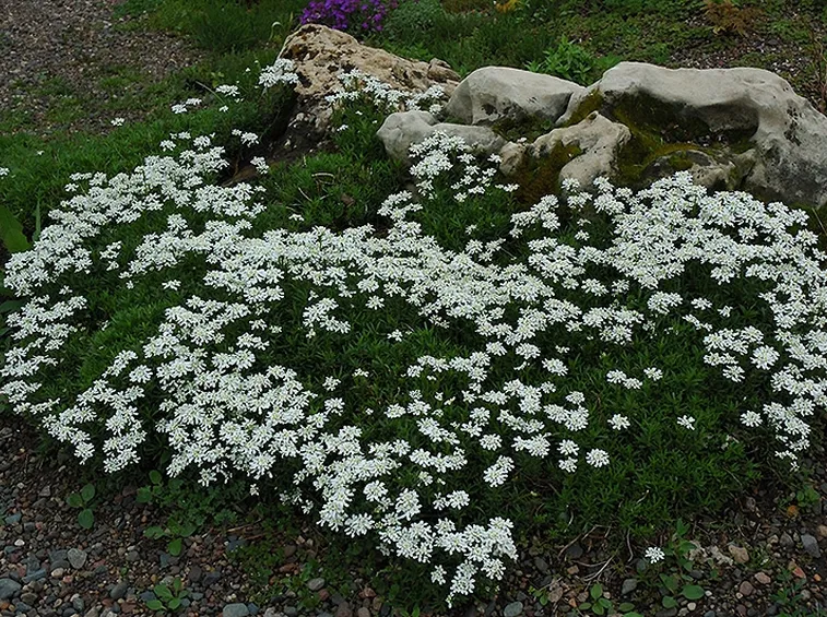 Iberis semperflorens