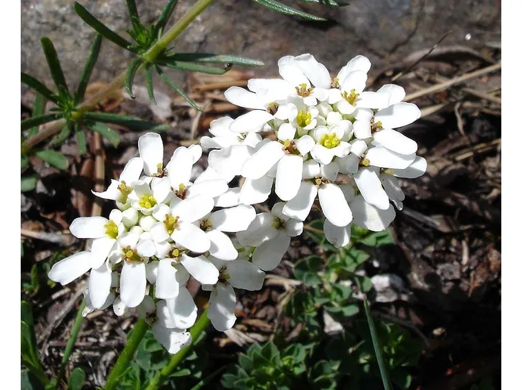 Sempreverde fioritura